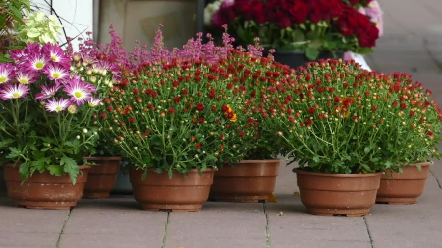 wejherowski-pszok-zbiera-plastikowe-doniczki-2.mp4