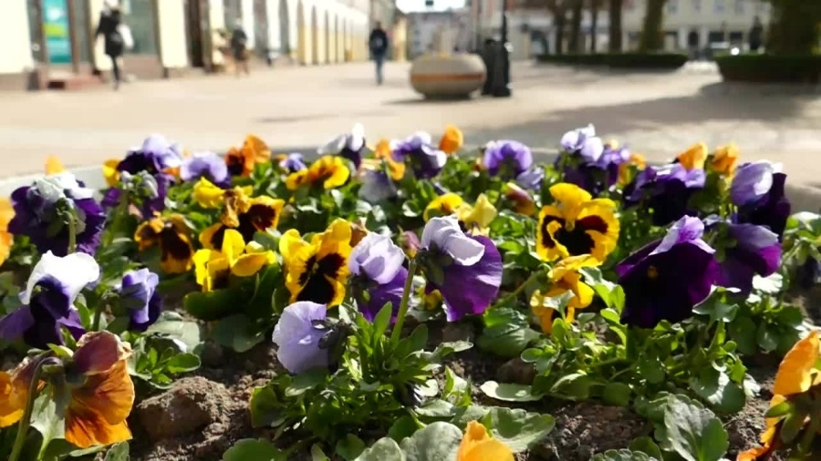 bratki-dla-mieszkancow-wejherowa.mp4