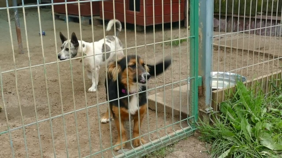 schronisko-w-dabrowce-potrzebuje-wsparcia-mp4.mp4