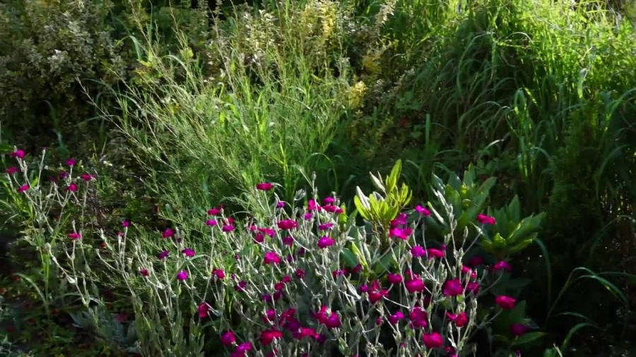 wnioski-o-darmowe-sadzonki-do-20-lipca.mp4