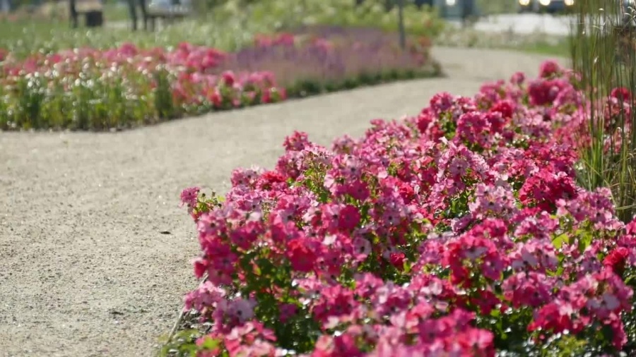 w-rumi-powstala-proekologiczna-sciezka-spacerowa.mp4