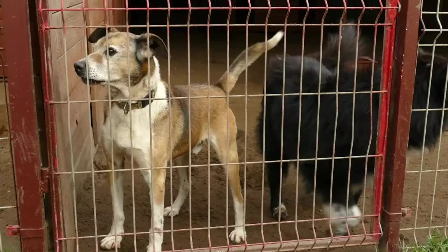 pomoz-czworonogom-przetrwac-zime-podaruj-im-wiaderko-ciepla.mp4