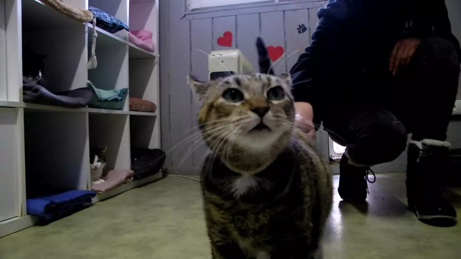 remont-kociarni-pilnie-potrzebny.mp4