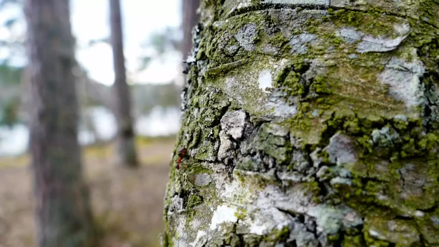 bk-jezioro-stobor.mp4