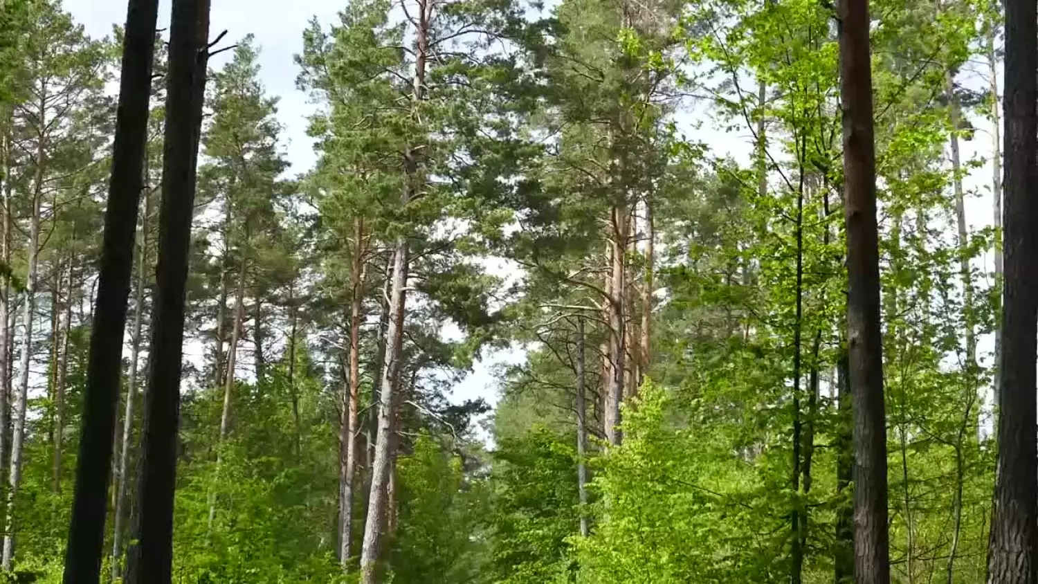 bezpieczenstwo-w-lesie-x264.mp4