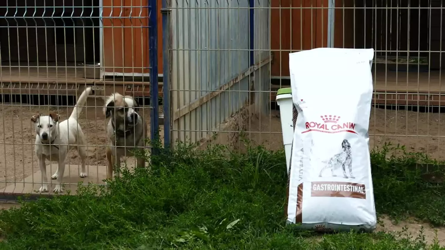 schronisko-w-dabrowce-w-potrzebie.mp4