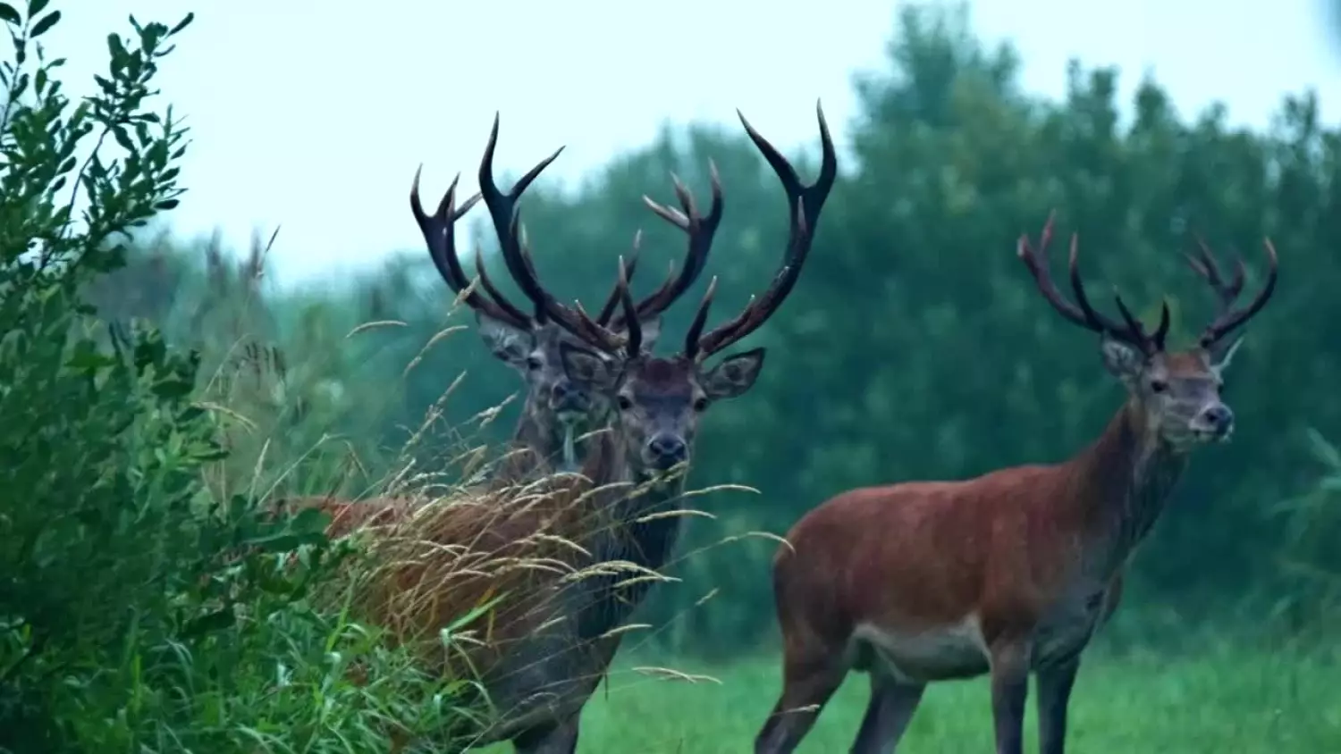 porozmawjajmy-dawid-cichosz-x264.mp4