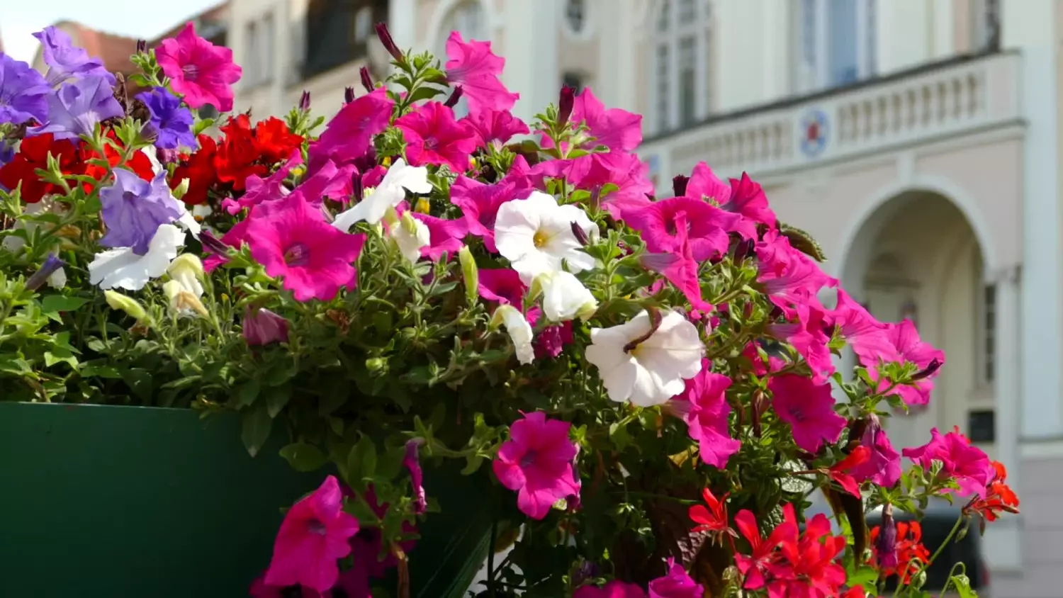 zglos-swoj-ogrod-do-konkursu.mp4