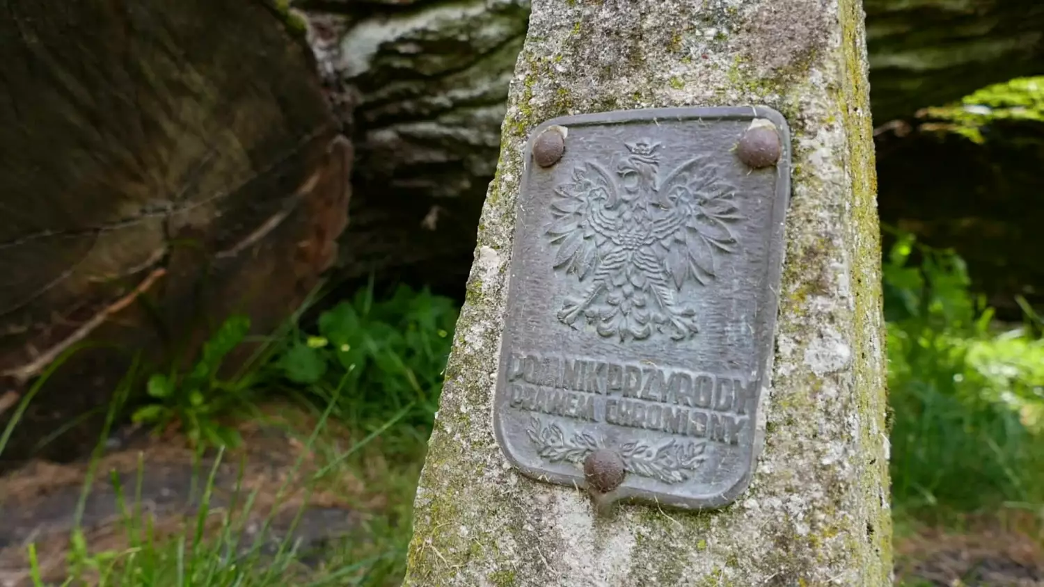 nowy-dab-nasadzony.mp4