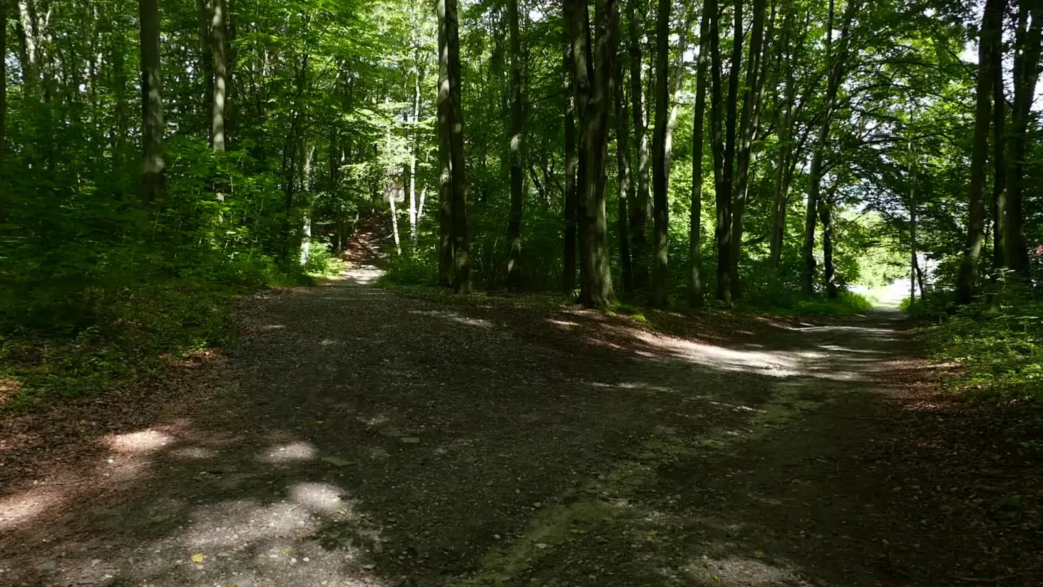 na-grzyby-do-lasu.mp4